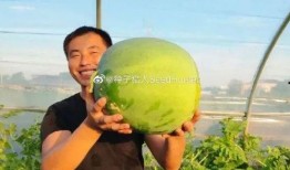 吃瓜猪猪怎么吃到西瓜,解锁美味西瓜的秘诀