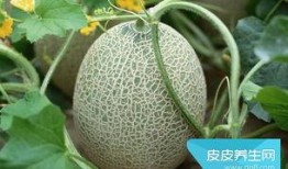 哈密瓜热吃,传统美味的新演绎