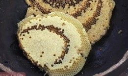 吃瓜虫子视频,一场奇妙的昆虫美食之旅