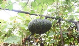 功德园吃瓜,揭秘吃瓜者的神秘乐园