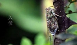 有谁的瓜可以吃