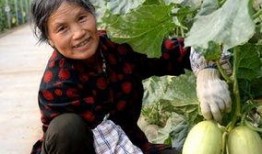 临淄吃大瓜,大瓜盛宴，味蕾狂欢之旅