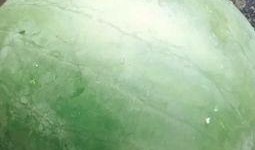 吃毛瓜视频,揭秘毛瓜的独特魅力与美味体验