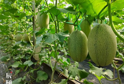 吃皇家瓜,探寻宫廷美食的秘密