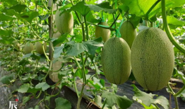 吃皇家瓜,探寻宫廷美食的秘密