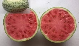 暑假吃的瓜合集,暑假吃瓜合集大盘点