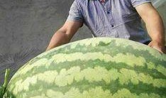 华兰吃瓜遇超大瓜,娱乐圈风云再起