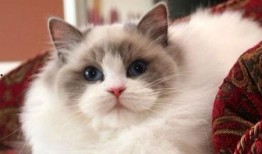 opium布偶猫吃瓜,揭秘opium布偶猫的吃瓜传奇