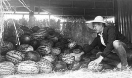 确山吃瓜群众事件,一场网络舆论的风暴与反思