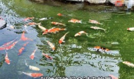 吃瓜有鱼塘,揭秘网络热点的背后故事