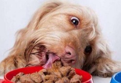 北京瘫痪狗吃瓜