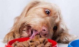 北京瘫痪狗吃瓜