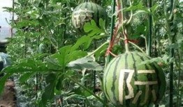 跨越女销售吃瓜,揭秘职场“吃瓜”背后的真相与启示