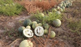 吃瓜子的瓜种类,探寻各式瓜子背后的独特风味