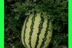 天天吃别人的瓜