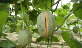 哈蜜吃瓜图片,夏日清凉美食瞬间