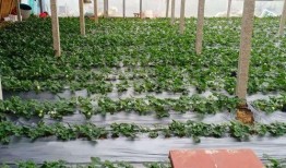 结婚吃瓜临沂,吃瓜群众围观婚俗盛宴