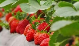 张典吃瓜草莓盆,一场甜蜜的田园邂逅