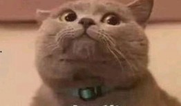 猫 吃瓜 表情包,萌态百出，笑料横生