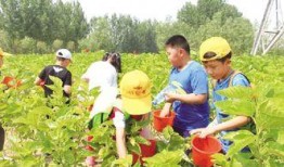 吃瓜的蚕,探寻吃瓜蚕的奇妙世界