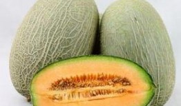 cos吃哈密瓜,cos吃哈密瓜，尽享清凉甜蜜时光