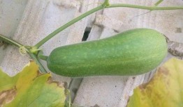 吃瓜可以除甲醛吗,天然环保的家居净化新方法