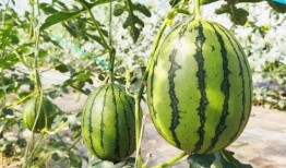 直播吃瓜详情,揭秘网红幕后故事，带你领略网络红人的真实生活