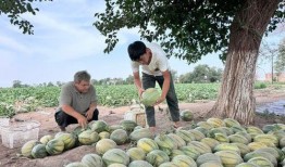 秋霞吃瓜,揭秘娱乐圈那些不为人知的幕后故事