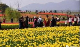 郁金香吃瓜视频,揭秘网红美食背后的故事