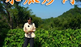 洗碗吃瓜洗碗布,日常生活中的趣味互动