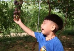 宝妈吃瓜事件,揭秘网络舆论背后的真相与反思