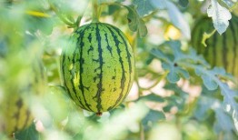 最佳吃瓜创意照,最佳吃瓜创意照，笑料横生，趣味无限