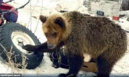 吃瓜抖腿熊,揭秘网络红人的崛起之路