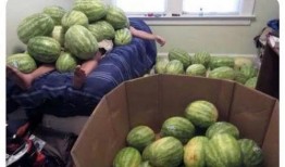 吃瓜大赛最新网站,最新网站盘点热门瓜事