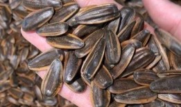 吃瓜子的瓜种类,探寻各式瓜子背后的独特风味