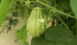 佛手瓜怎么吃云南,佛手瓜的多彩食法探索