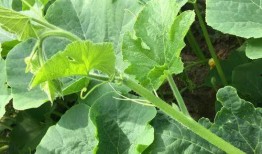 瓜尖吃的季节,夏日消暑美食之旅