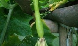 南瓜砍瓜怎么吃,创意烹饪指南