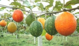 吊瓜怎么吃呀,吊瓜美味食法大揭秘