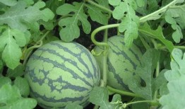 吃瓜买肉,揭秘肉类选购与烹饪技巧