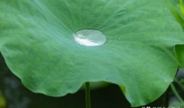 吃瓜叶的文案,揭秘吃瓜叶的独特风味与营养价值