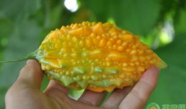 金手瓜怎么吃,解锁美味新体验