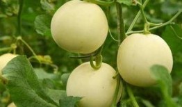 中国吃瓜群众真强大