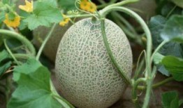 喝牛奶后多久可吃哈密瓜,牛奶与哈密瓜的黄金搭配时间揭秘