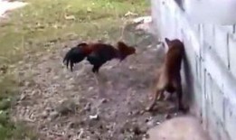 吃瓜侠感情,甜蜜与苦涩交织的瓜界传奇