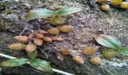 深山吃瓜小组,揭秘隐秘山林的欢乐生活圈