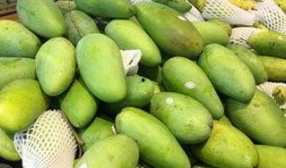 小芬旅行吃瓜,小芬旅行中的美食瓜趣记