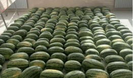 大型吃瓜新闻,揭秘大型吃瓜新闻背后的真相与幕后故事