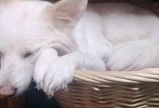 吃瓜声控的声音,揭秘声音背后的趣味世界