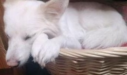 吃瓜声控的声音,揭秘声音背后的趣味世界